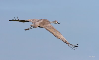 Sandhill Crane