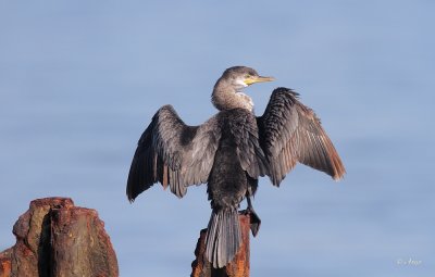 Neotropic Cormorant