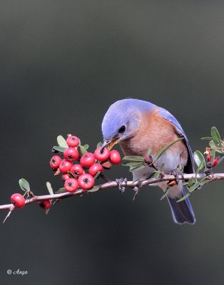 Eastern Blue-bird