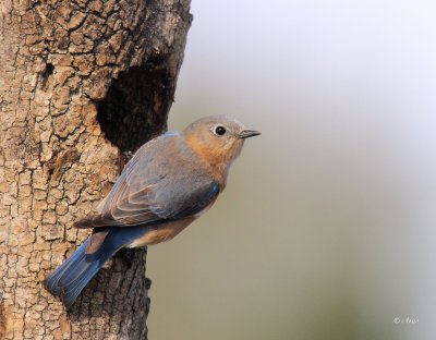 Eastern Blue-bird