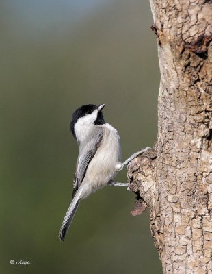 Carolina Chickadee