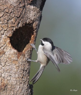 Carolina Chickadee