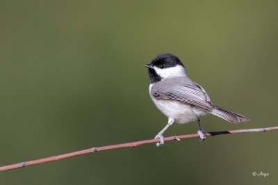 Carolina Chickadee