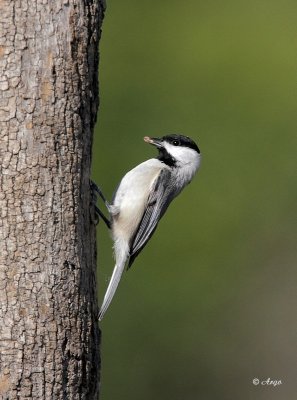 Carolina Chickadee