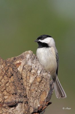 Carolina Chickadee