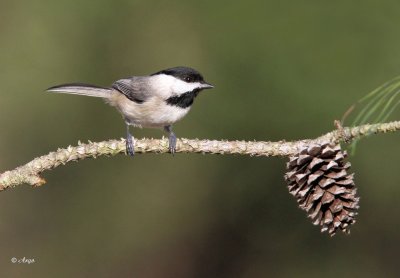 Carolina Chickadee