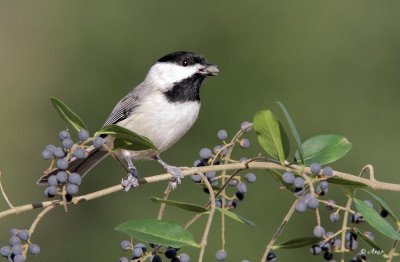 Carolina Chickadee