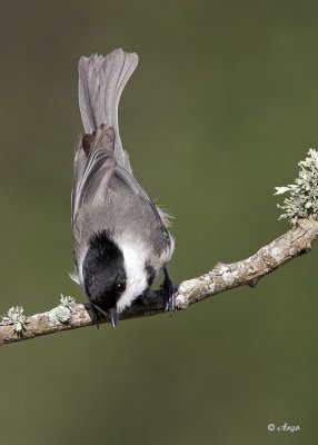 Carolina Chickadee