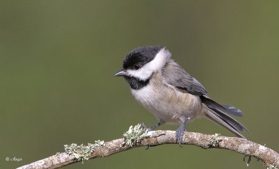 Carolina Chickadee