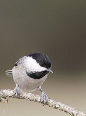 Caroloina Chickadee