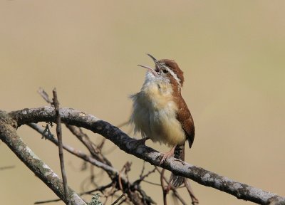 Carolina Wren