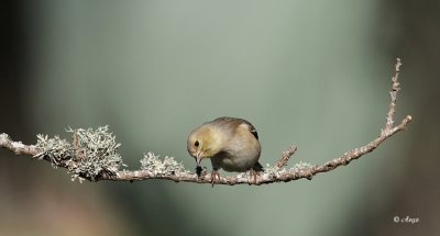 Goldfinches