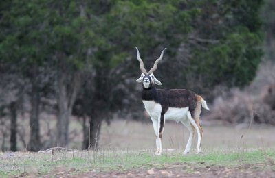 Black Buck