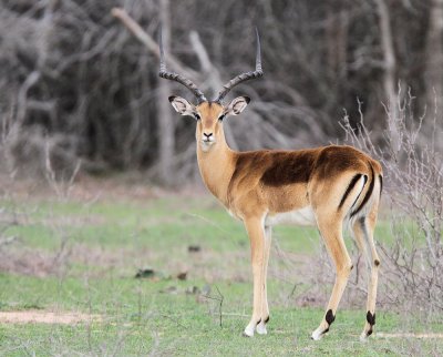 Impala