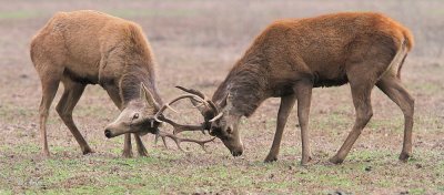 Red Deer