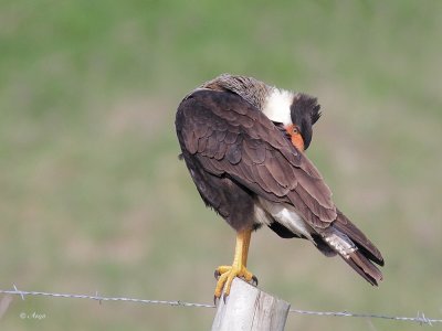 Crested Caracara