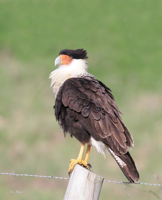 Crested Caracara