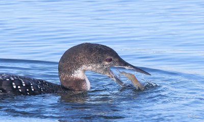 Common Loon