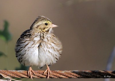 Savannah Sparrow