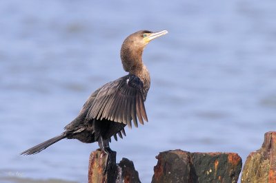 Neotropic Cormorant