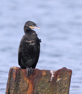 Neotropic Cormorant