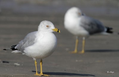 Ring-billed Gull