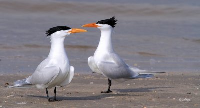 Royal Terns