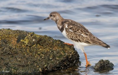 Ruddy Turnstone