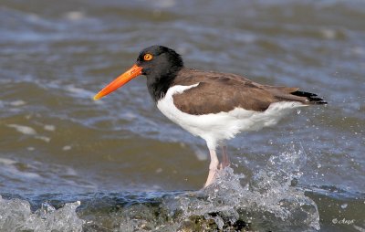 American Oystercatcher