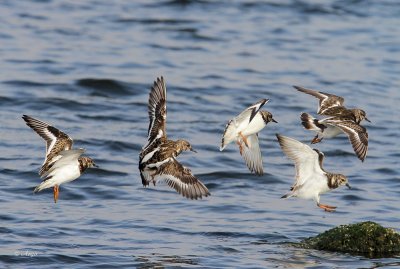 Ruddy Turnstones