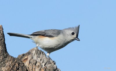 Tufted Titmouse