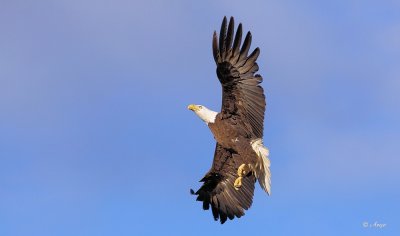 American Bald Eagle