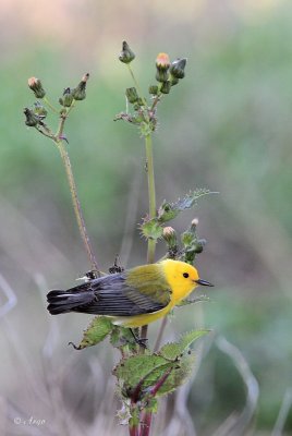 Prothonatary Warbler