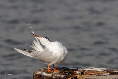 Forsters Tern