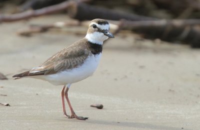 Wilsons Plover