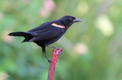 Red-winged Blackbird