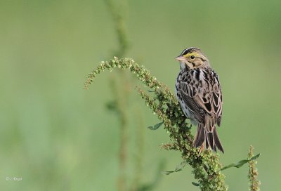 Savannah Sparrow