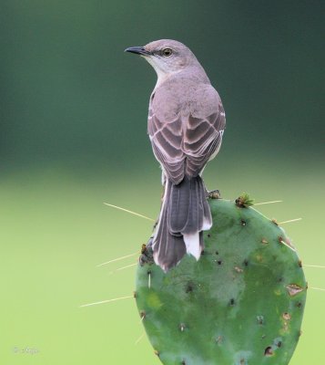 Northern Mockingbird