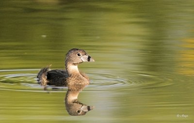 Pied-billed Grebe