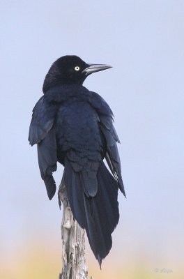 Great-tailed Grackle