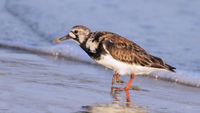 Ruddy Turnstone