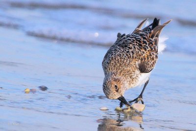 Sanderling