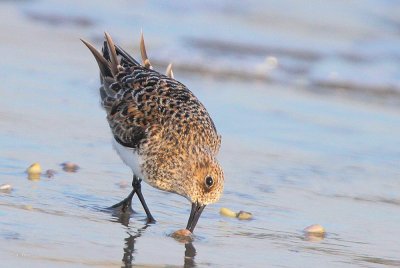 Sanderling