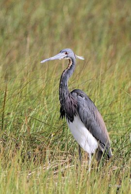 Tri-colored Heron