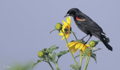 Red-winged Blackbird