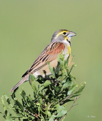 Dickcissel