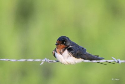 Barn Swallow