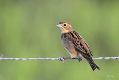 Dickcissel