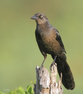 Great-tailed Grackle