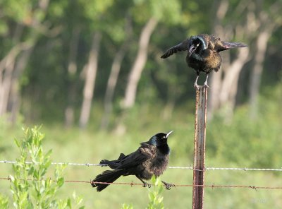 Common Grackle